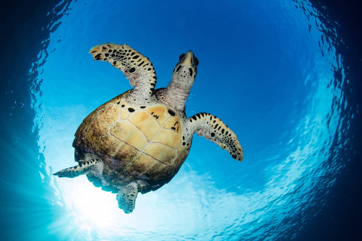 Top 5 Best Dive Destinations Around The World